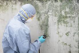 Best Asbestos and Lead Testing During Mold Inspection in Eggertsville, NY